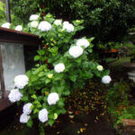 境内の植栽の様子