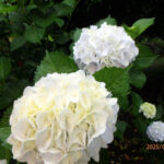 境内の植栽の様子