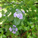 境内の植栽の様子