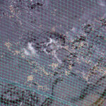 涅槃池の様子(鯉たちは元気です)