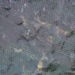 涅槃池の様子(鯉たちは元気です)