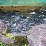 涅槃池の様子(鯉たちは元気に泳いでいます)