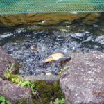 涅槃池の様子(鯉たちは元気に泳いでいます)