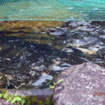 涅槃池の様子(鯉たちは元気に泳いでいます)