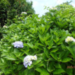 境内の植栽の様子