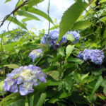 境内の植栽の様子