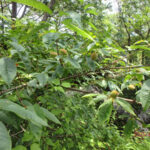 境内の植栽の様子