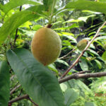 境内の植栽の様子