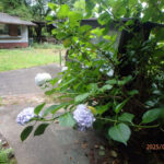 境内の植栽の様子