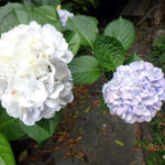 境内の植栽の様子