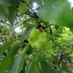 境内の植栽の様子