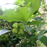 境内の植栽の様子