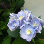 境内の植栽の様子