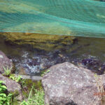 涅槃池の様子(鯉たちの様子)