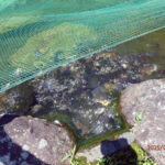 涅槃池の様子(鯉たちの様子)