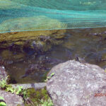 涅槃池の様子(鯉たちの様子)