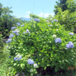 境内の植栽の様子