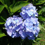 境内の植栽の様子