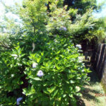 境内の植栽の様子