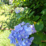 境内の植栽の様子