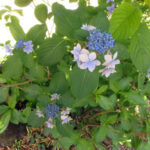 境内の植栽の様子