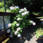 境内の植栽の様子