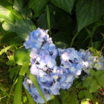 境内の植栽の様子