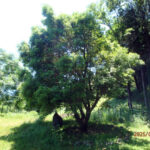 ヤマモモの木の様子