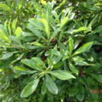 境内の植栽の様子