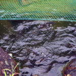 涅槃池の様子(鯉たちの様子)