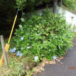 境内の植栽の様子