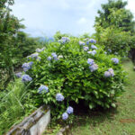 境内の植栽の様子