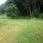 ヤマモモの木の様子