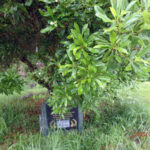 ヤマモモの木の様子