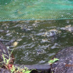 涅槃池の様子(鯉たちの様子)