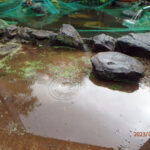 涅槃池の様子(大雨で水は溢れています)