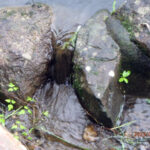 涅槃池の様子(大雨で水は溢れています)涅槃池の様子(大雨で水は溢れています)