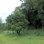 ヤマモモの木の様子