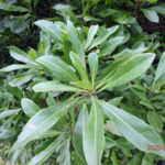 ヤマモモの木の様子