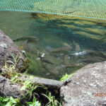 涅槃池の様子(鯉たちの様子)