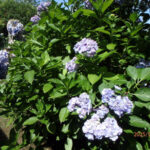 境内の植栽の様子