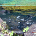 涅槃池の様子(鯉たちの様子)