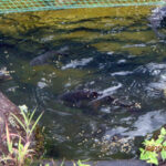 涅槃池の様子(鯉たちの様子)