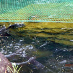 涅槃池の様子(鯉たちの様子)