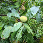 境内の植栽の様子