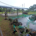 涅槃池の様子(鯉たちの様子)