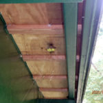 倉庫軒下にハチの巣がありました