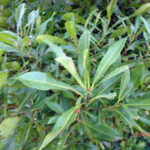 ヤマモモの木の様子