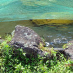 涅槃池の様子(鯉たちの様子)