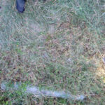 境内の様子(草刈り後)